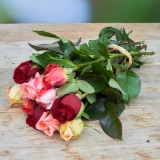  Freilandrose 'mix' 45cm