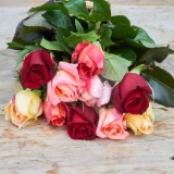  Freilandrose 'mix' 45cm