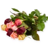  Freilandrose 'mix' 45cm