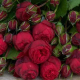 Freilandrose 'Red Piano' 45cm