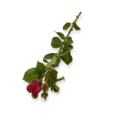 Freilandrose 'Red Piano' 45cm