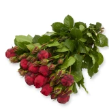 Freilandrose 'Red Piano' 45cm