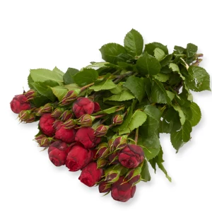 Freilandrose 'Red Piano' 45cm
