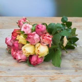 Freilandrose 'mix' 25cm