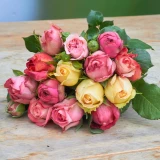 Freilandrose 'mix' 25cm
