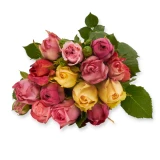 Freilandrose 'mix' 25cm