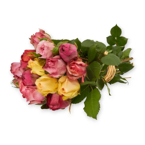 Freilandrose 'mix' 25cm