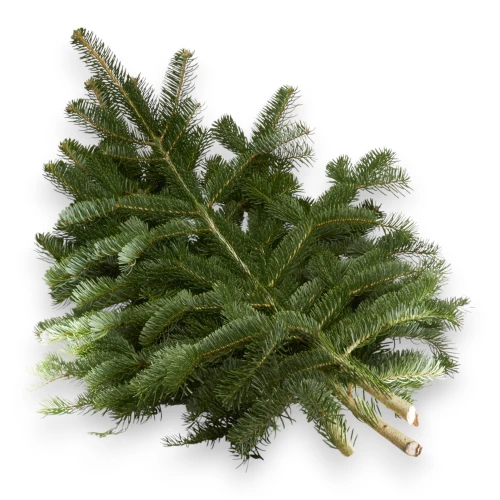 Tannenäste ca. 1Kg pro Bund