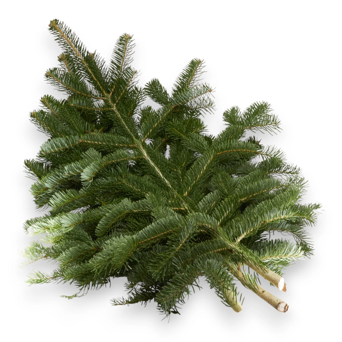 Tannenäste ca. 1Kg pro Bund - Wintergrün