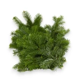Tannenäste ca. 1Kg pro Bund