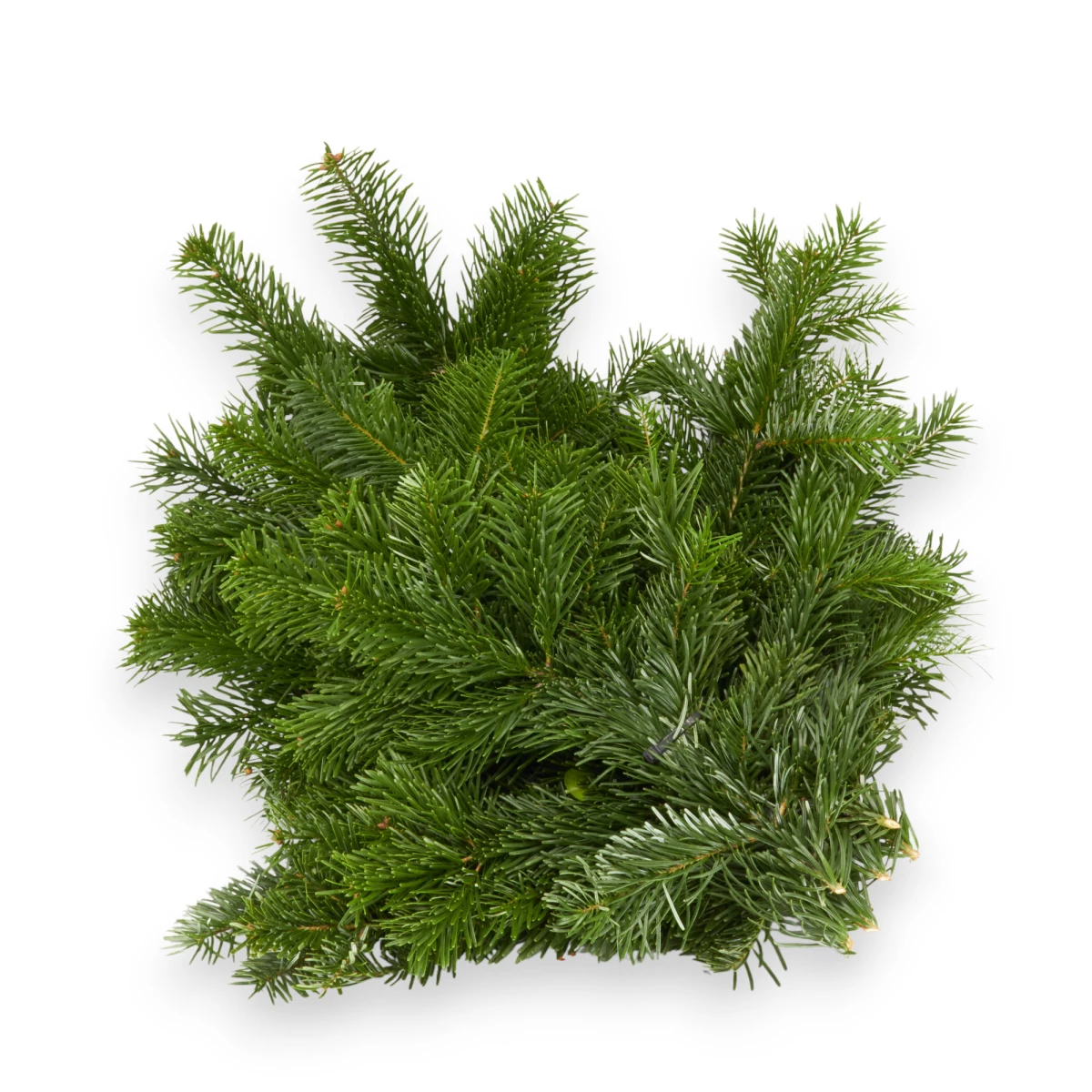 Tannenäste ca. 1Kg pro Bund - Wintergrün
