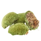 Klumpenmoos