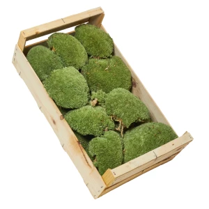 Klumpenmoos
