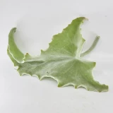 Kalanchoe Blatt