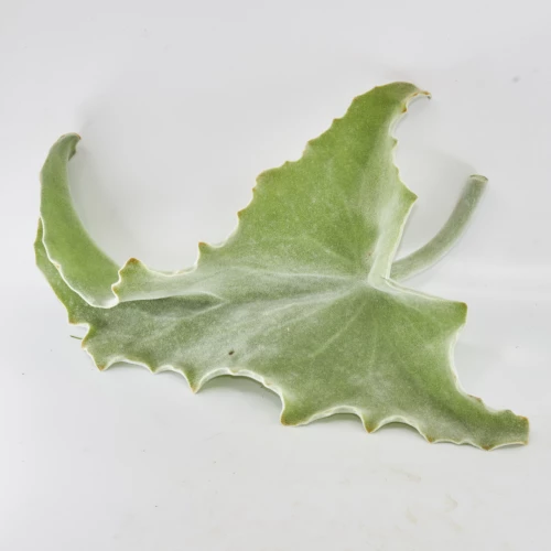 Kalanchoe Blatt