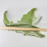 Kalanchoe Blatt