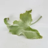 Kalanchoe Blatt