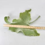 Kalanchoe Blatt