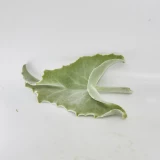 Kalanchoe Blatt
