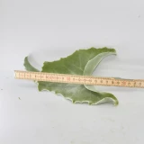 Kalanchoe Blatt