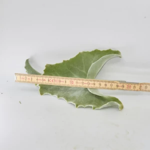 Kalanchoe Blatt