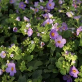 Bacopa