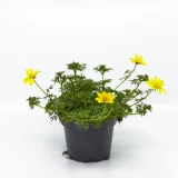 Bidens 'mix'