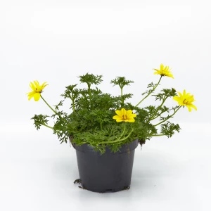 Bidens 'mix'