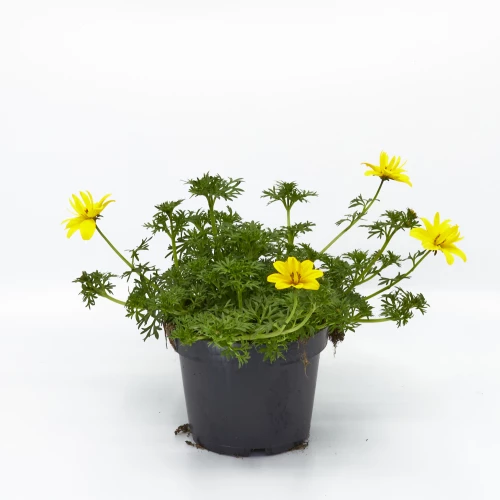 Bidens 'mix'