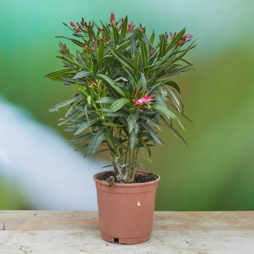 Nerium 'oleander'