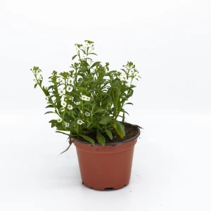 Lobularia