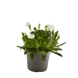 Lewisia 'cotyledon'