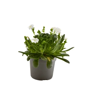 Lewisia 'cotyledon'