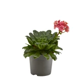 Lewisia 'cotyledon'