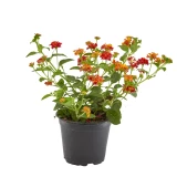 Lantana 'camara'