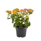 Lantana 'camara'