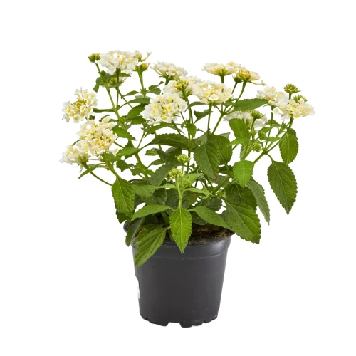 Lantana 'camara'