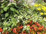 Lantana 'camara'