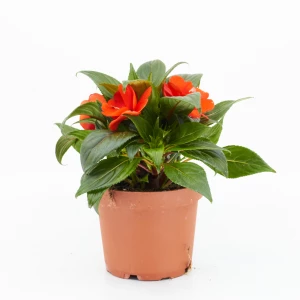Impatiens 'Neuguinea'