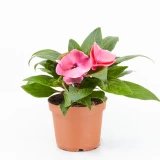 Impatiens 'Neuguinea'