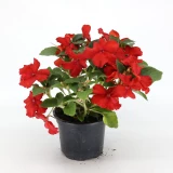 Impatiens 'walleriana'