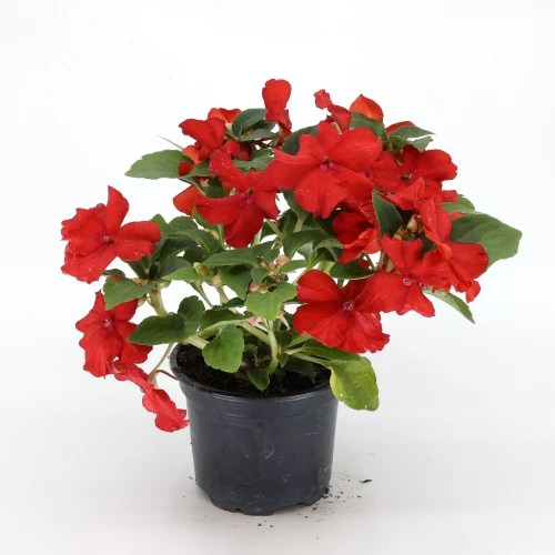 Impatiens 'walleriana'