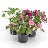 Impatiens 'walleriana'
