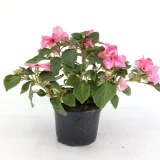 Impatiens 'walleriana'
