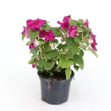 Impatiens 'walleriana'