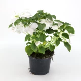 Impatiens 'walleriana'