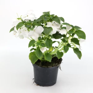 Impatiens 'walleriana'