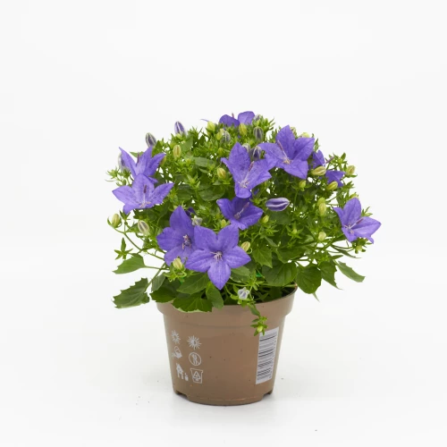 Campanula 'isophylla'