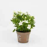Campanula 'isophylla'
