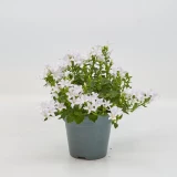 Campanula 'portenschlagiana'